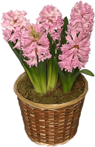 Hyacinths In Basket Png - Hyacinth (425x515), Png Download