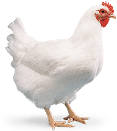 Cobbavian48 - Broiler (400x529), Png Download