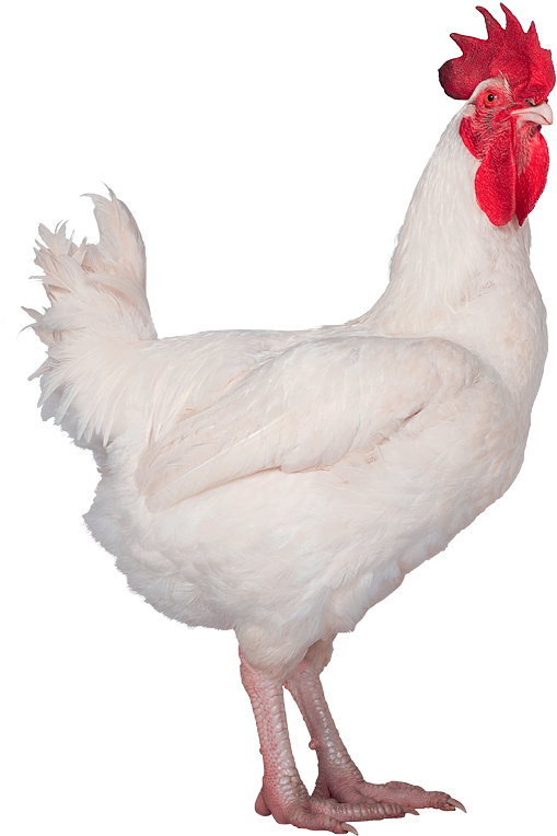 Hubbard Conventional M99-no Background - Chicken (605x819), Png Download