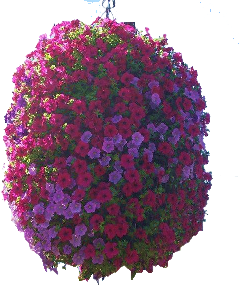 Hanging Basket - Flower (540x720), Png Download