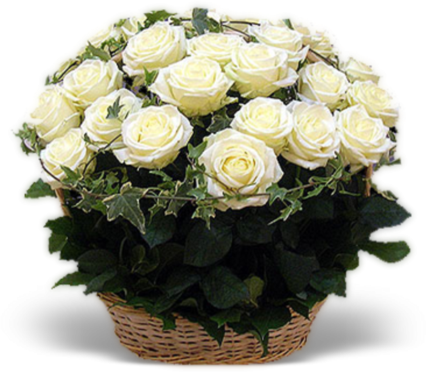 White Roses Basket - Цветы Комнатные Фото (608x600), Png Download