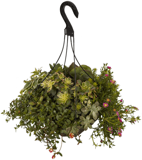 13"hanging Basket, Vacation Survivor - Christmas Tree (500x611), Png Download