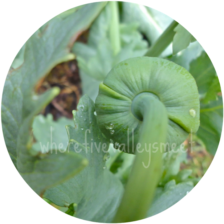 Their Seeds Make A Delicious Topping On Bread, Apparently - Sawfly (800x800), Png Download