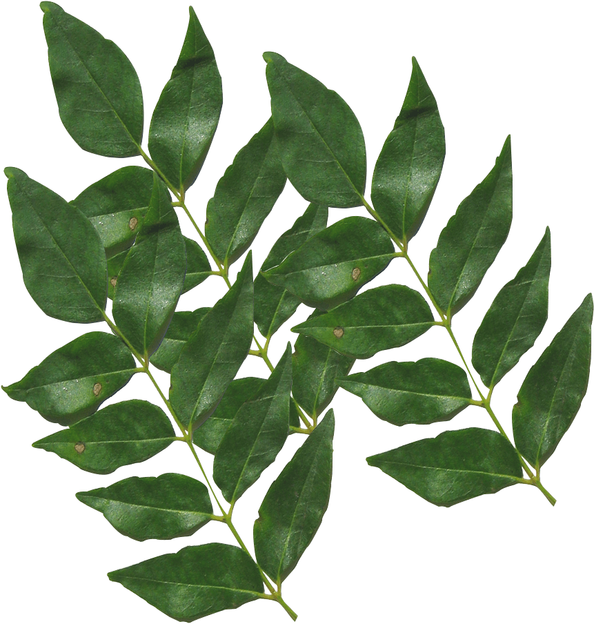Home Remedies For Blood Remedies By Doing Curry Leaves - Transparent Curry Leaves Png (1024x1024), Png Download