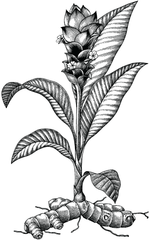 Over The Centuries The “golden Spice” Found Its Way - Tumeric Botanical (324x500), Png Download