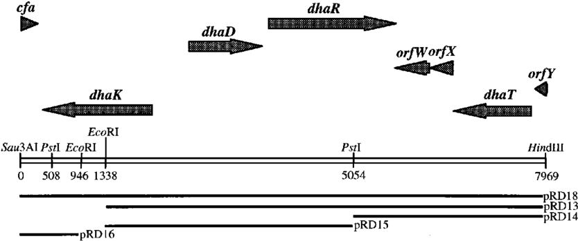 Schematic Map Of The Cloned Chromosomal Dna Region - Diagram (850x349), Png Download