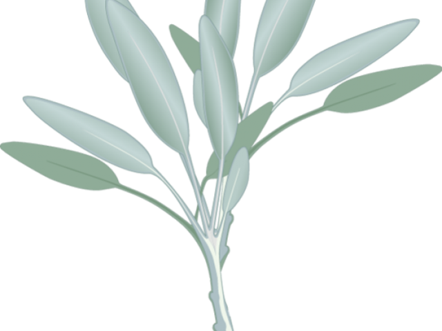 Eucalyptus Clipart Sage Leaves - Eucalyptus Clipart Transparent (640x480), Png Download