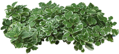 Zielono I Wiosennie - Parterre De Fleur Png (500x245), Png Download