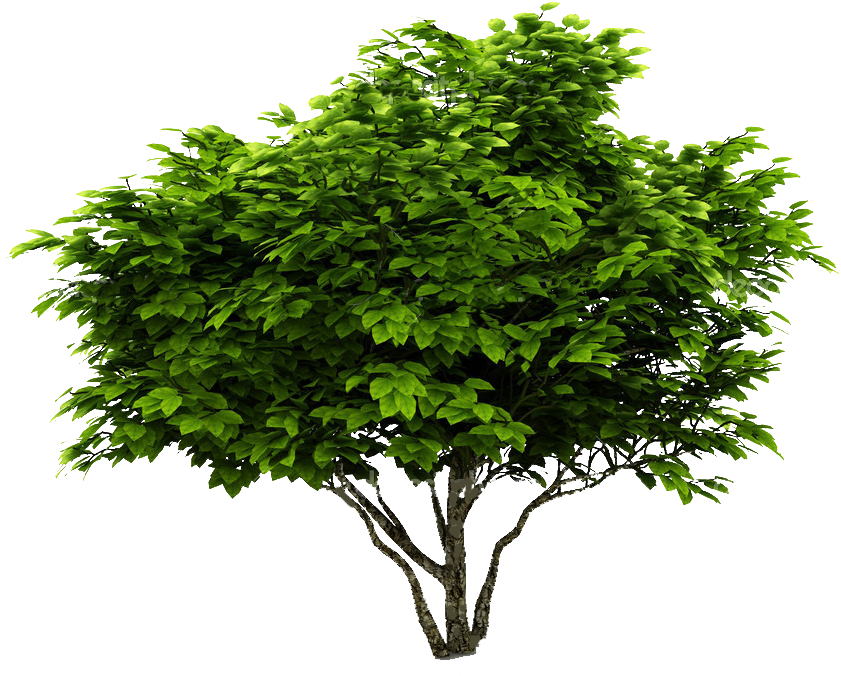 Cutout Plant Shrub K A Post Production - Acer Tree Png (1024x1024), Png Download