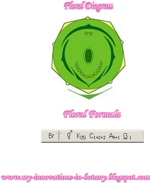 Commonly Called Dhak Or Chachera Used As An Ornamental - Floral Diagram (650x650), Png Download