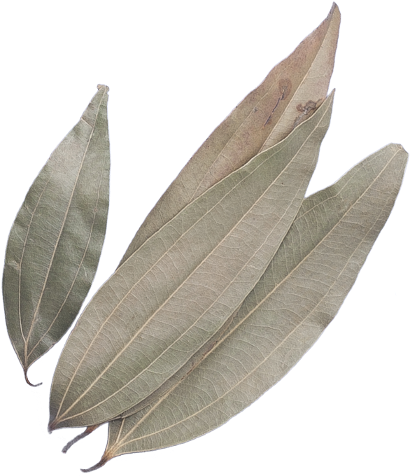 Download Indian Bay Leaf Png Image With No Background Pngkey Com