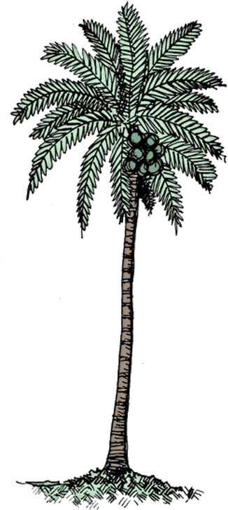 Coconut Tree Col - Black & White Coconut Tree (348x747), Png Download