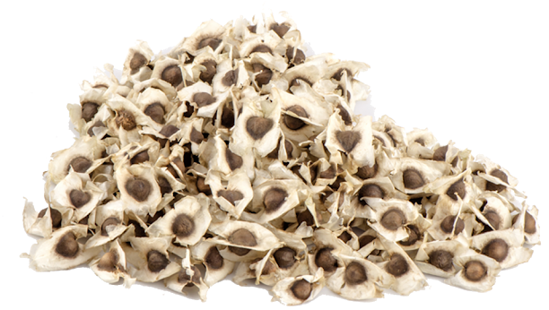 Edible Moringa Seeds - Moringa Oleifera Seeds (640x640), Png Download