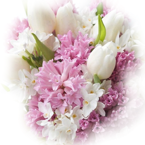 Download Psp Image Below - Flower Tubes Psp (480x480), Png Download