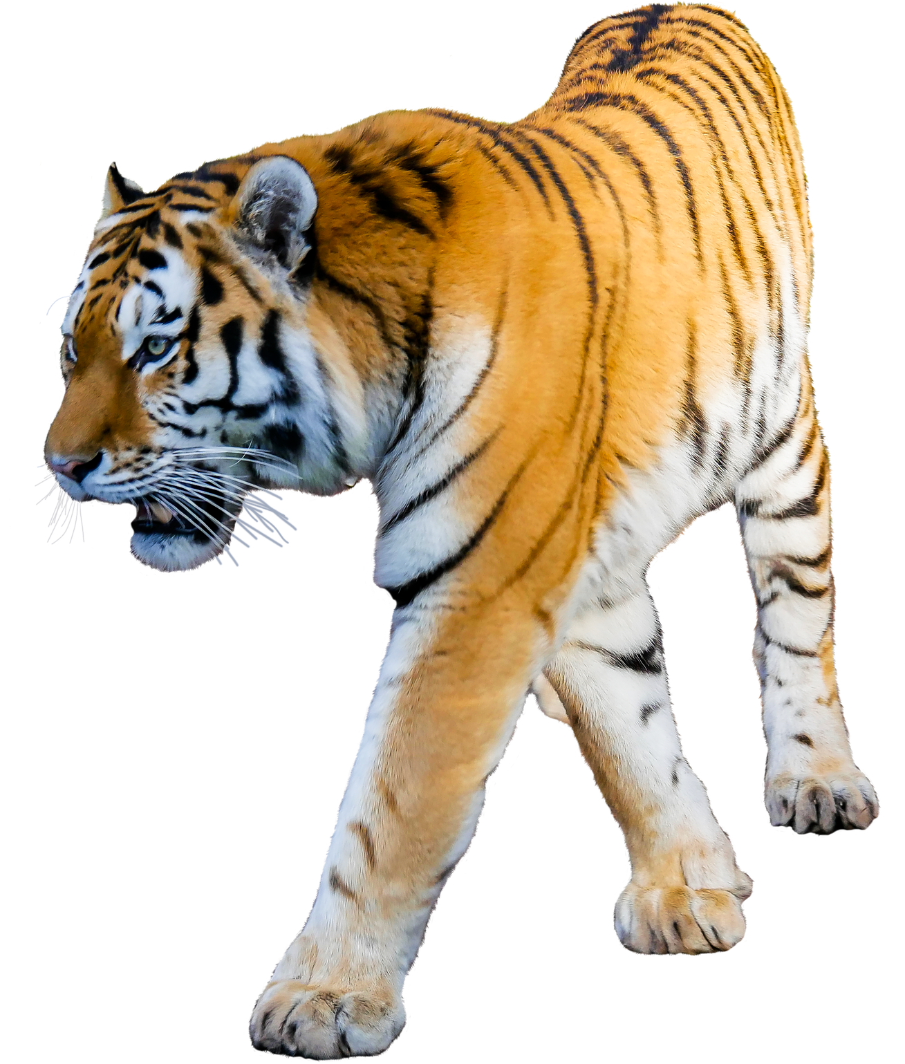 Tiger White Background - Tiger With White Background (1735x1920), Png Download