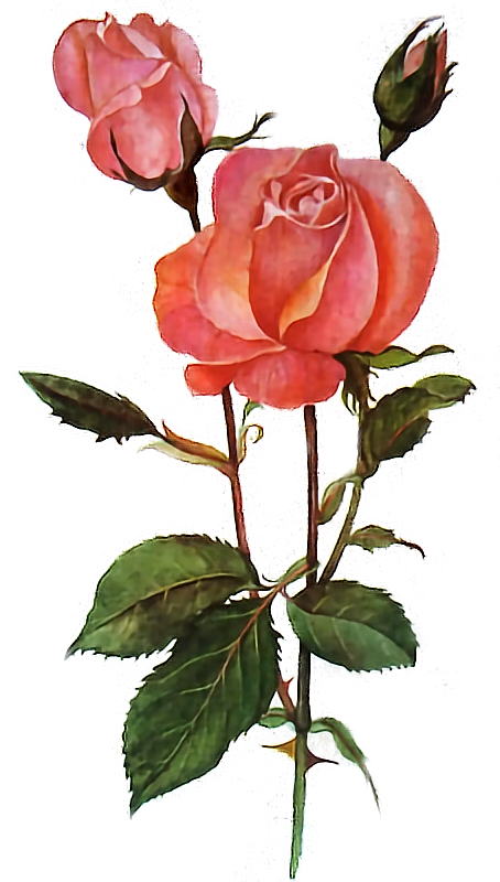 Rose Rosesarered Red Flower Transparent Art Freetoedit - Good Morning (454x800), Png Download