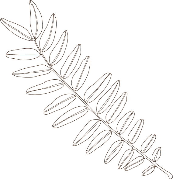 Honeylocust Leaf - Honey Locust (600x600), Png Download