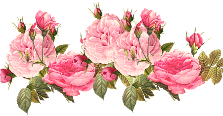 Collection Of Free Rose Vector Vintage - Transparent Background Flower Border (450x300), Png Download