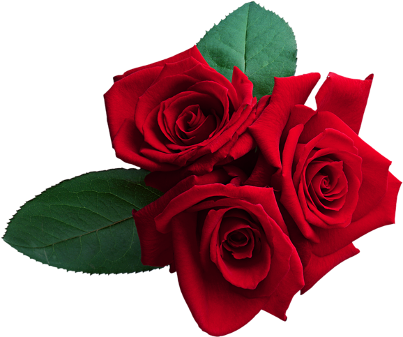Red Roses Png Clipart Image - Rosa Roja En Png (600x506), Png Download