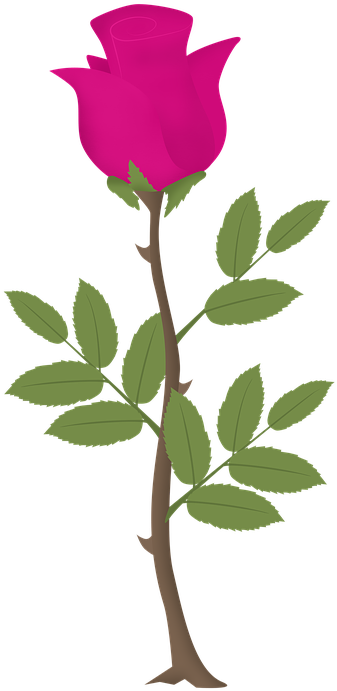 Rosa, Flower, Roses, Pink Vector, Pink Flowers - Zazzle Rose Tree Sweatshirt (480x720), Png Download