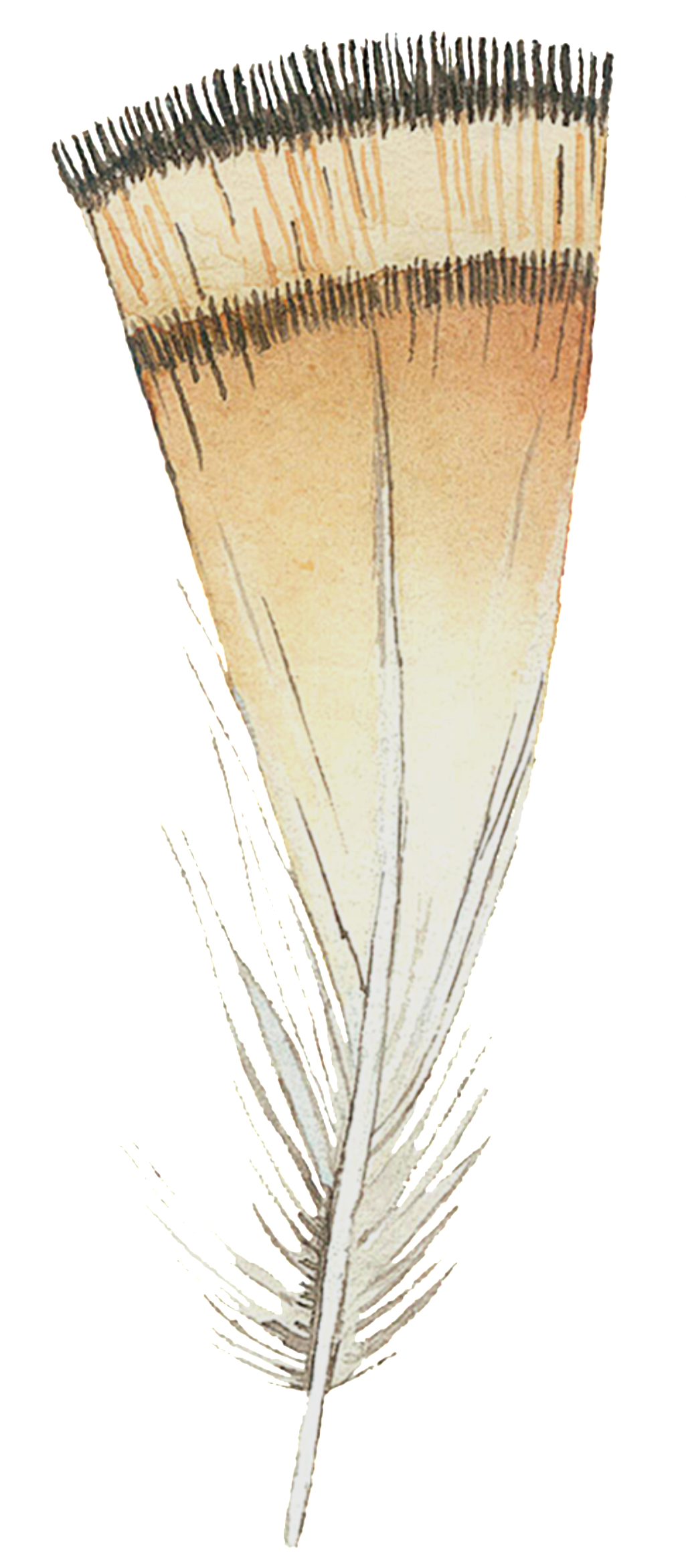 Drawing (1024x2353), Png Download