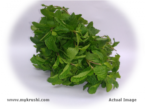 Pudina - Parsley (500x500), Png Download