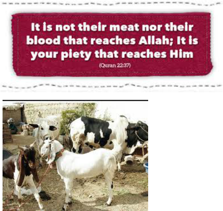 Quran Verse About Qurbani (438x414), Png Download