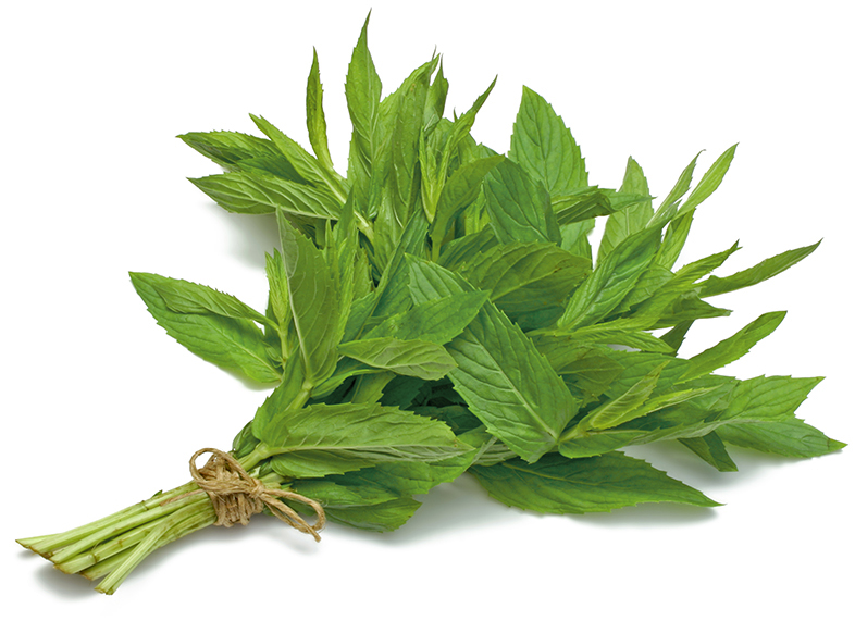 Great Mint With Mint - Transparent Mint Plant (786x571), Png Download