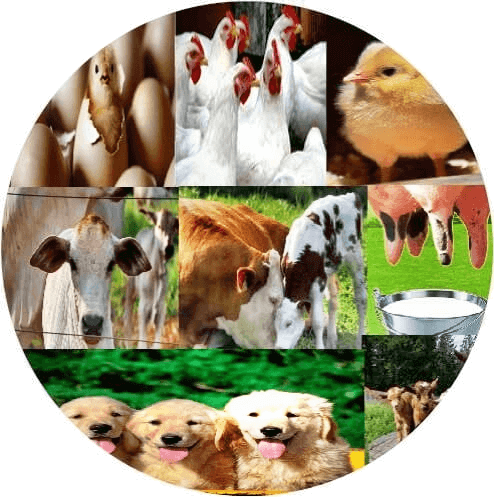 Free Veterinary Books - Cattle Medicine Book (494x497), Png Download