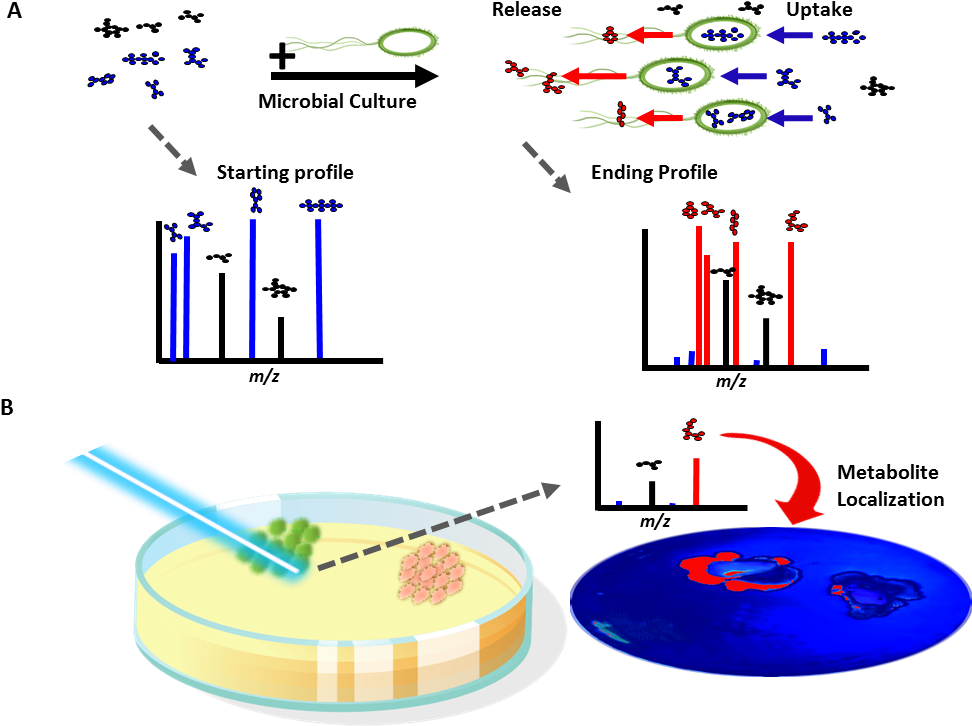 Figure 1 Exometabolomics Summary 121514 3 - Maldi Imaging Bacterial Interaction (1086x747), Png Download