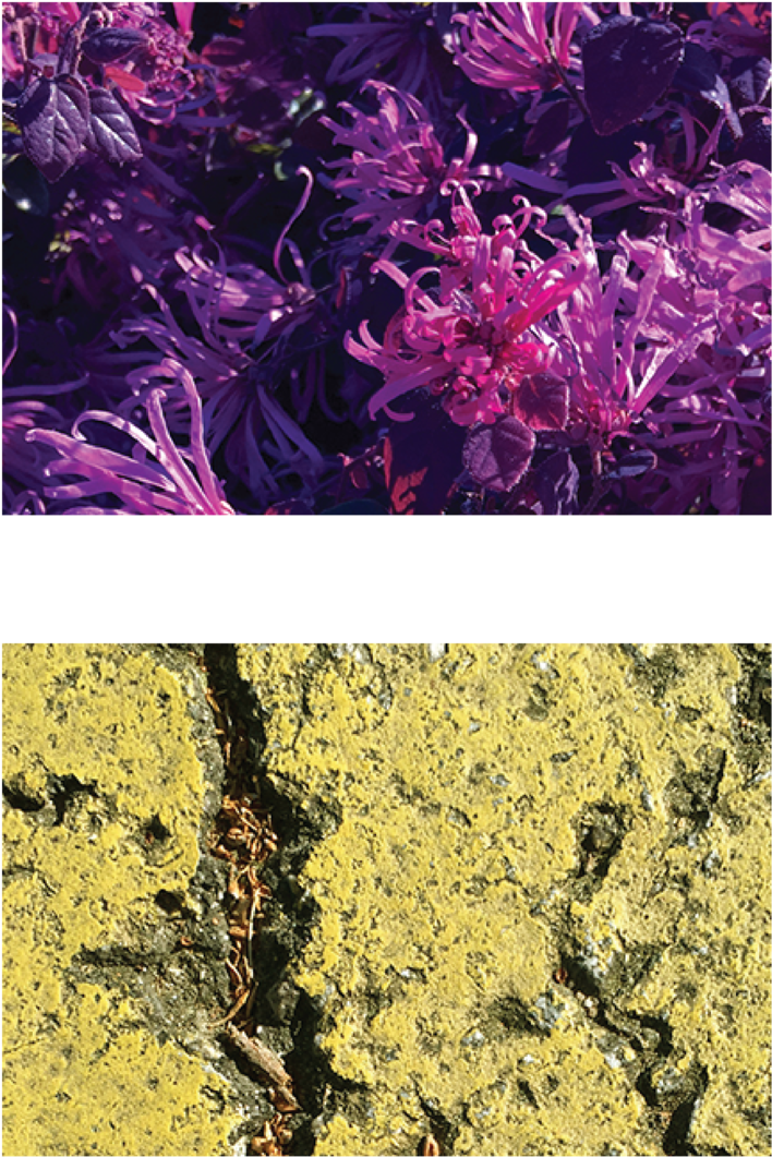 Spider Lilies Asphalt Paint Stripe - Paint (1000x1294), Png Download