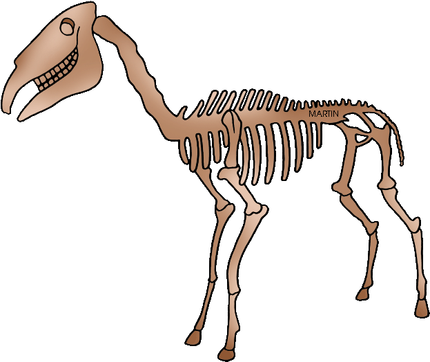 United States Clip Art By Phillip Martin - Fossils Phillip Martin (648x536), Png Download