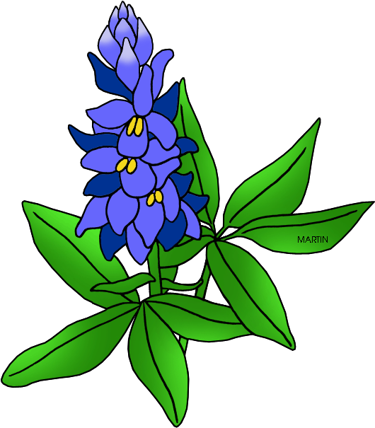 United States Clip Art By Phillip Martin - Texas State Flower Clipart (579x648), Png Download