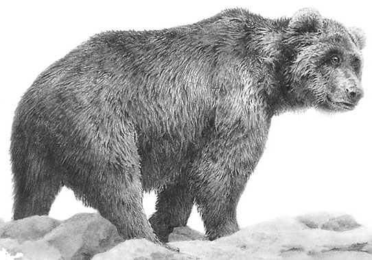 Grizzly Bear (542x380), Png Download