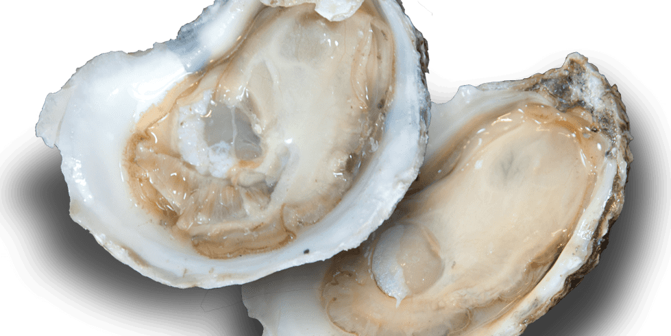 Oyster (979x490), Png Download