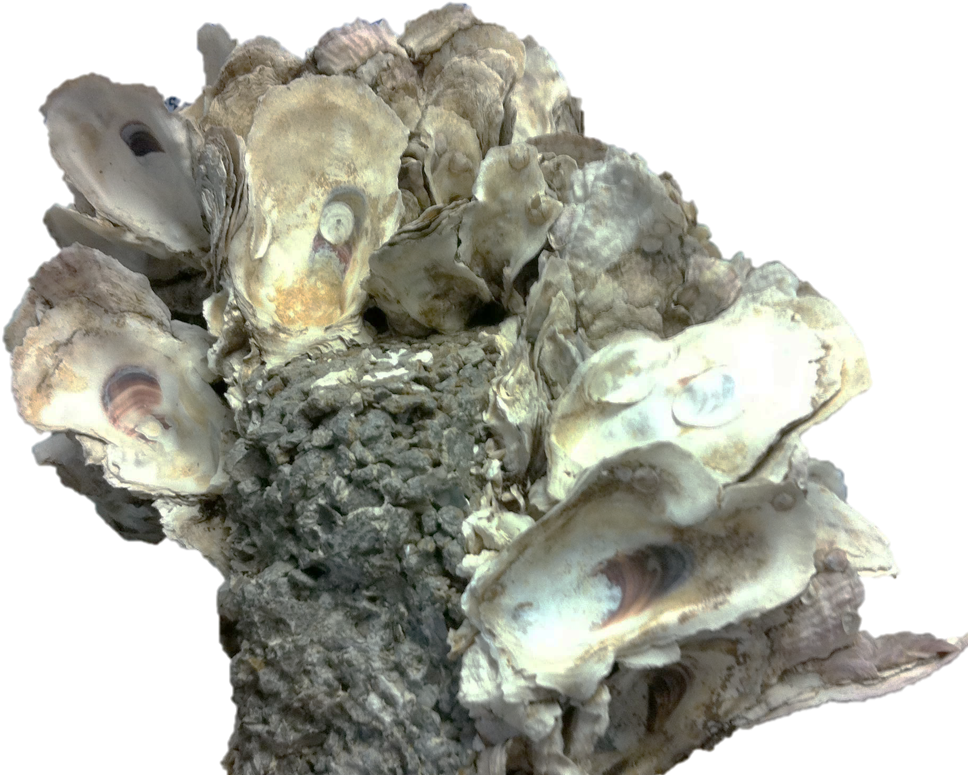 Presenting The Oyster Scaffold - Shell (1022x783), Png Download