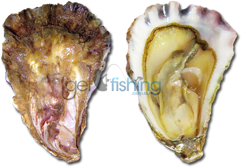 Sydney Rock Oyster - Oyster Saccostrea (648x350), Png Download