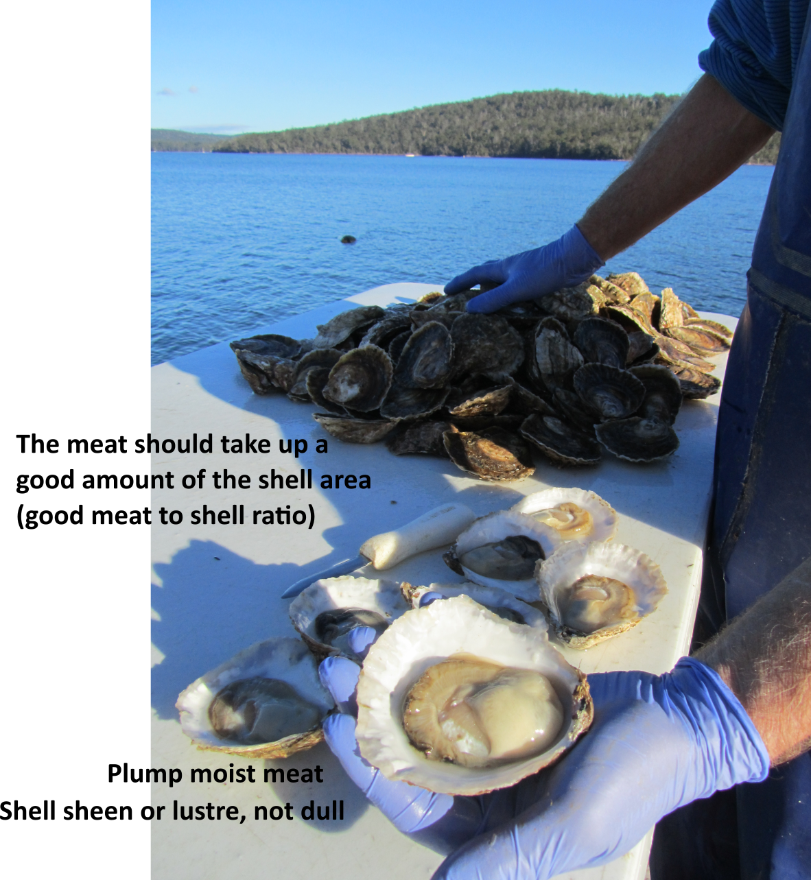 Closed Live Oysters Have A Longer Shelf-life - Mussel (1182x1283), Png Download