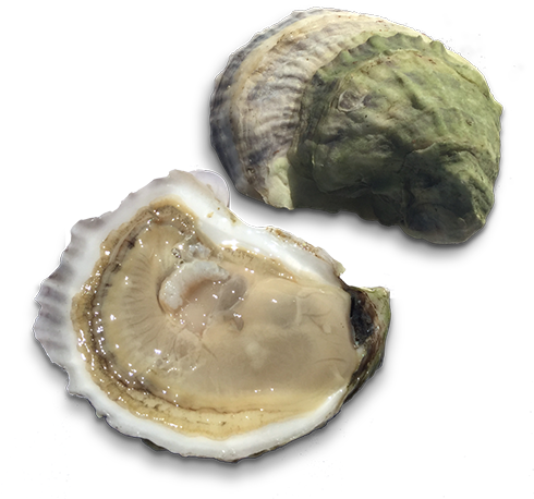Retail From The Shop - Oysters Transparent Background (504x469), Png Download