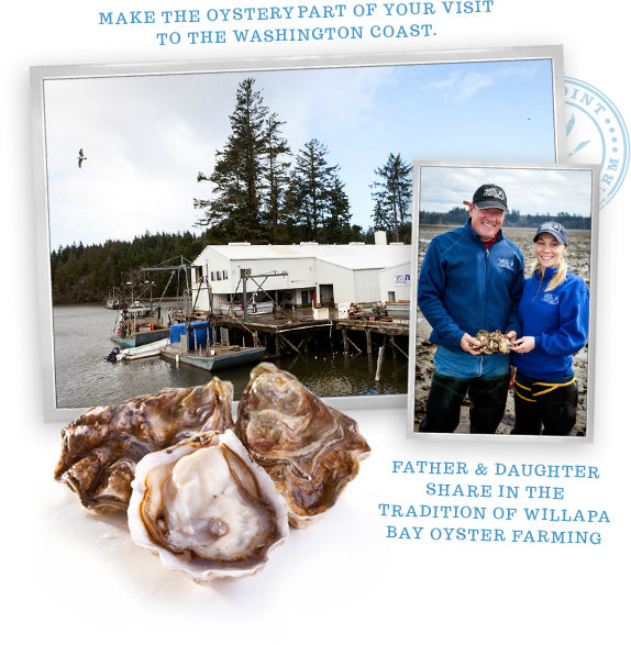 Goose Point Oysters, Facility, Family Owned - Tiostrea Chilensis (574x587), Png Download