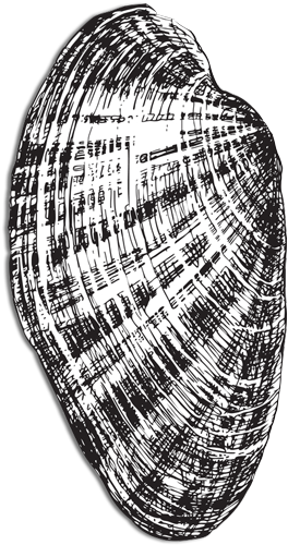 Aquaculture Of Clams And Oysters Is An Ecologically - Illustration (275x524), Png Download