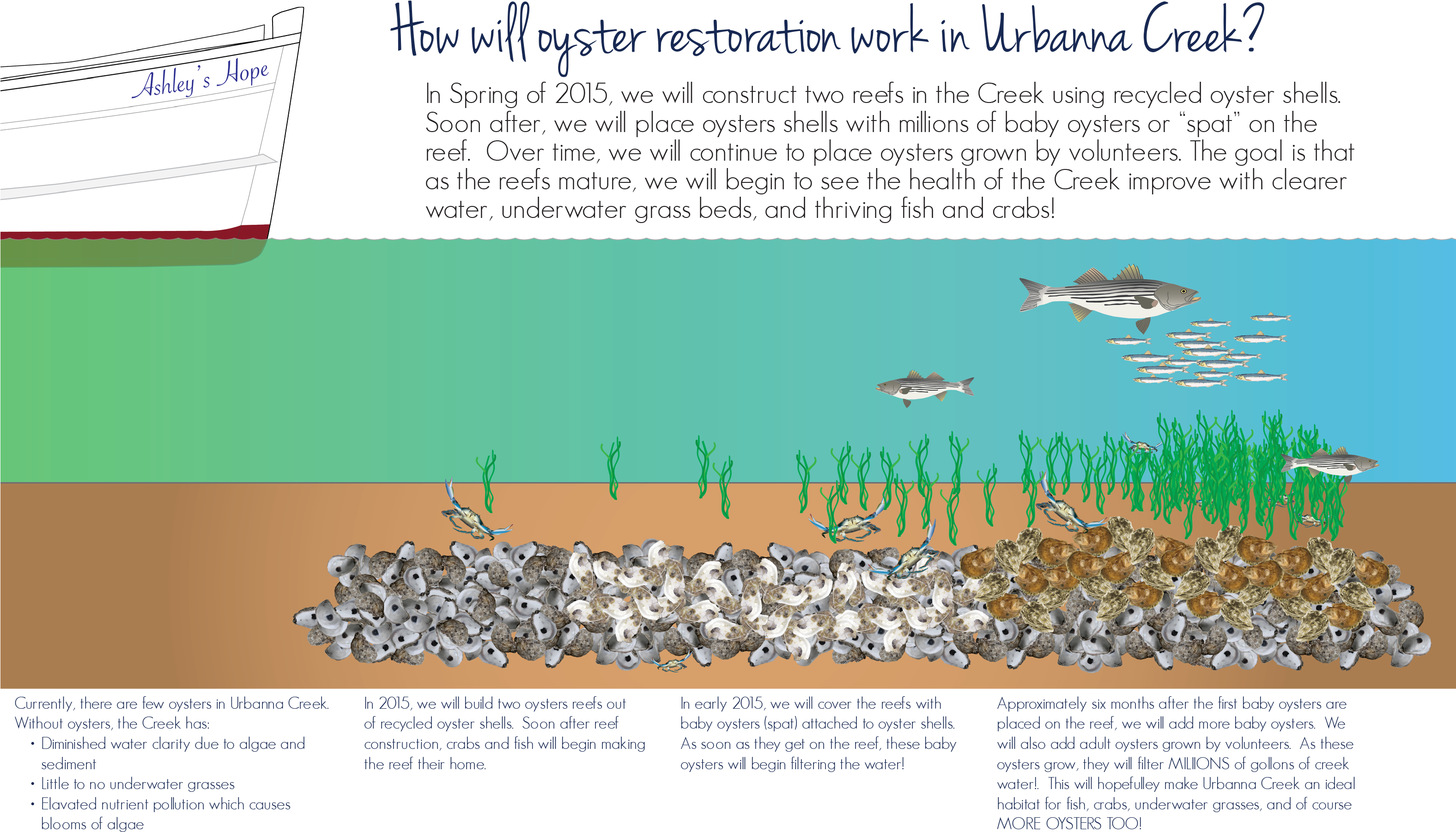 Over The Next Year And A Half We Will Be Constructing - Oysters Importance (3151x1862), Png Download