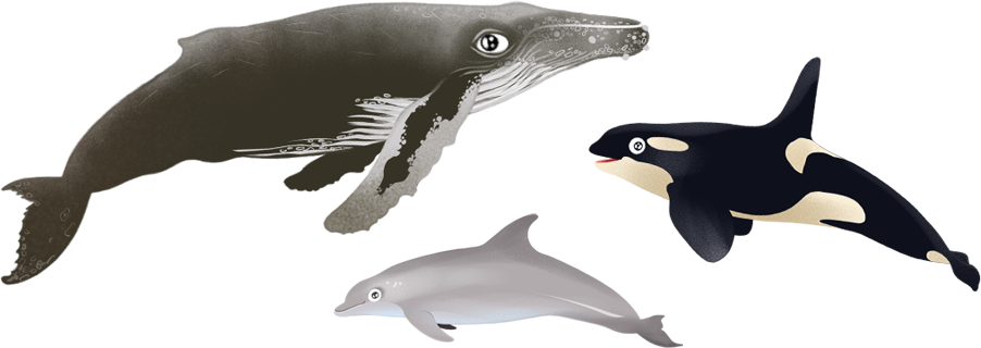 Cétacés - Cetaceans (902x320), Png Download
