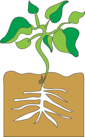 Bean Sprout Growing (283x455), Png Download