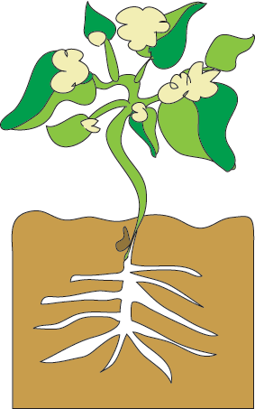 Bean Sprout Growing (283x453), Png Download