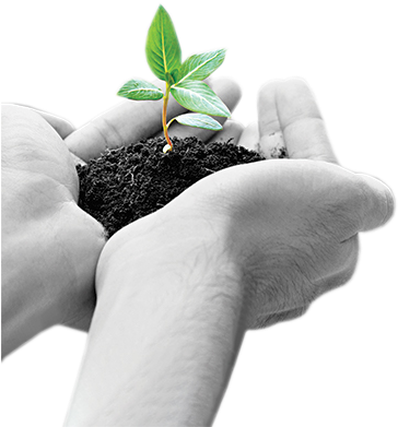 Sprout-transparent - Hand Holding Green (400x419), Png Download