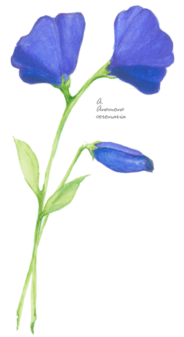 Flower Picture - Evolution Of Calpurnia Tate Movie (358x655), Png Download