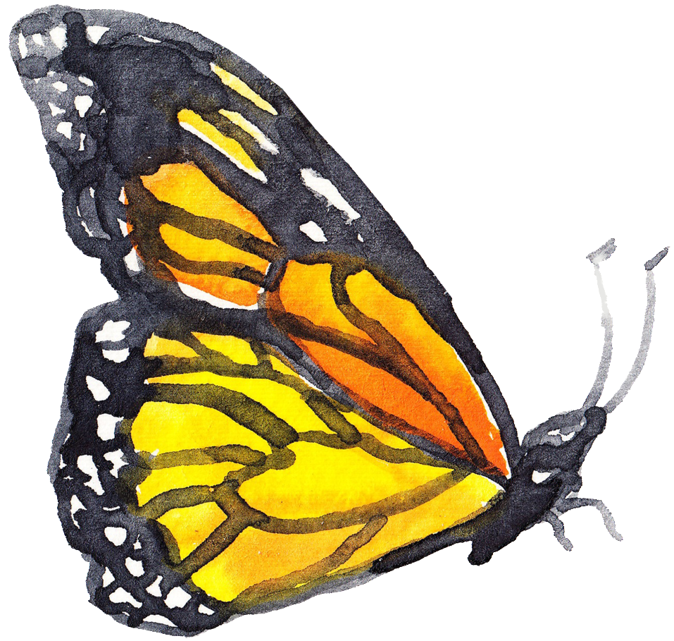 Coral Butterfly Transparent Decorative - Wall Art Print By Artdash ~ Henry David Thoreau: 'happiness (1024x982), Png Download