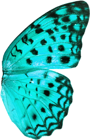 Haga Clic Aquí Para Leer En Español - Oliver Gal 'blue Butterfly' Canvas Art | Canvas Art (608x456), Png Download