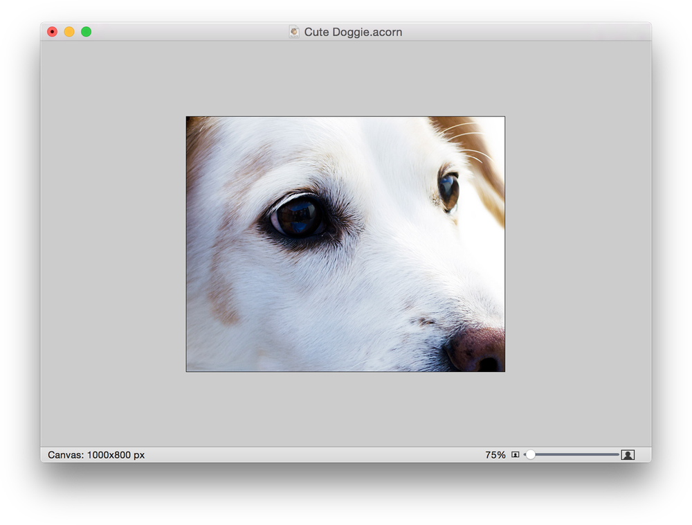 Screen Shot 2015 05 07 At - Jack Russell Dog Puppy Apple Ipad Pro 12.9 Inch Leather (1000x758), Png Download